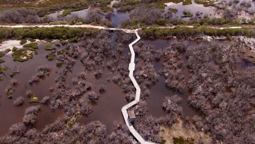 aerial view of dead mangroves