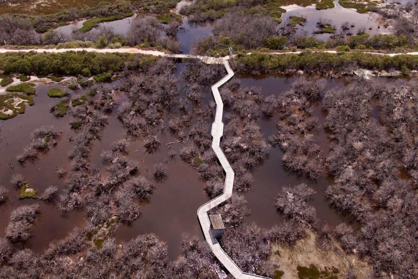 aerial view of dead mangroves