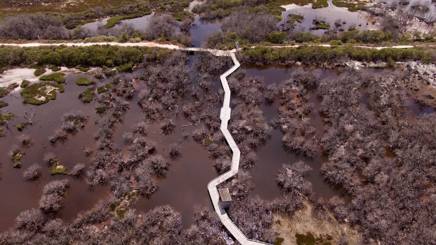 La communauté élabore un plan critique pour sauver les mangroves endommagées de St Kilda d’Adélaïde d’une nouvelle menace, après des années de lobbying