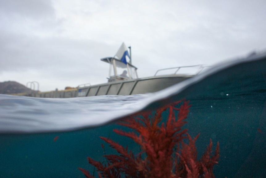 Seaweed under the sea and a boat above water