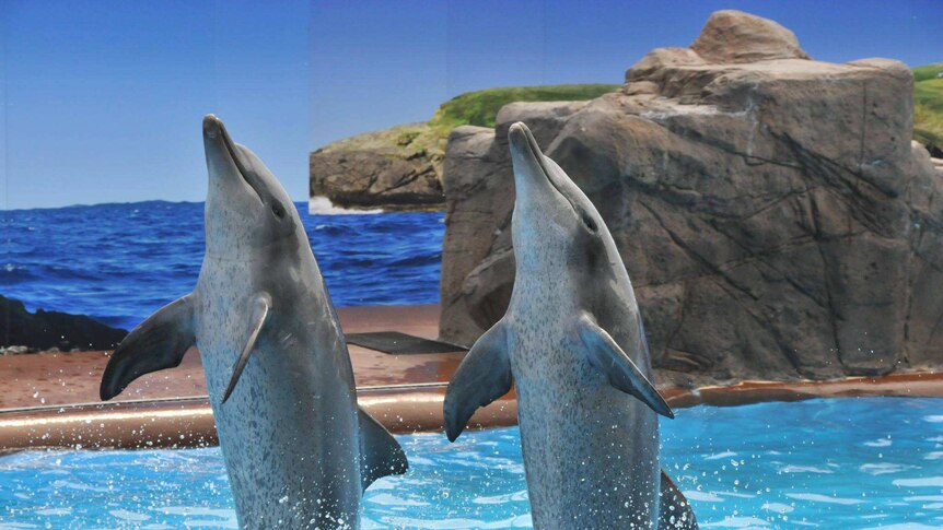 Dolphins at marine park