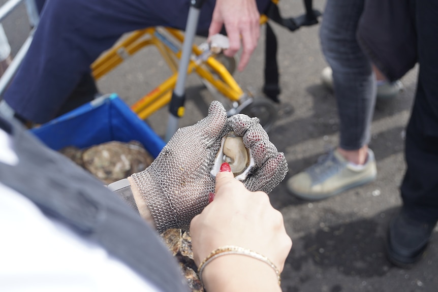 An oyster being shucked.