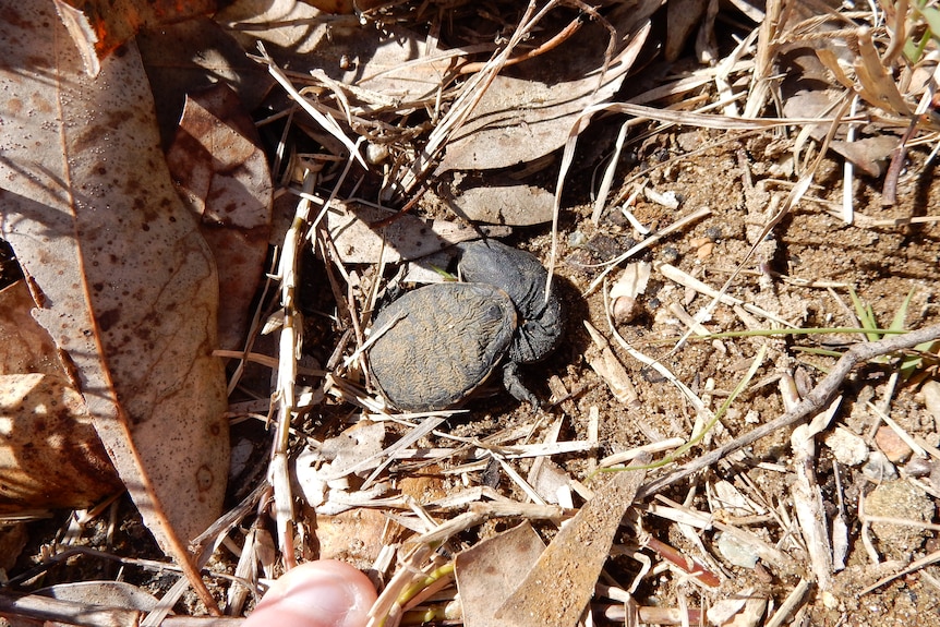 a turtle hatchling emerges