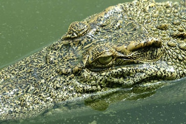A crocodile's head partly submerged in water.