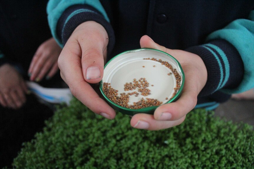 A close up shot of someone holding micro herb seeds in the lid of a jar.