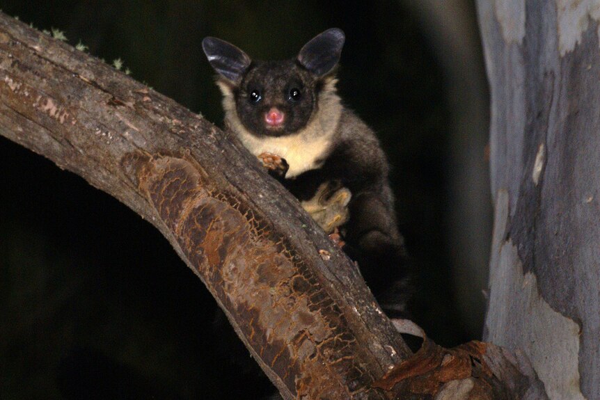 A yellow-bellied glider sits in a tree.