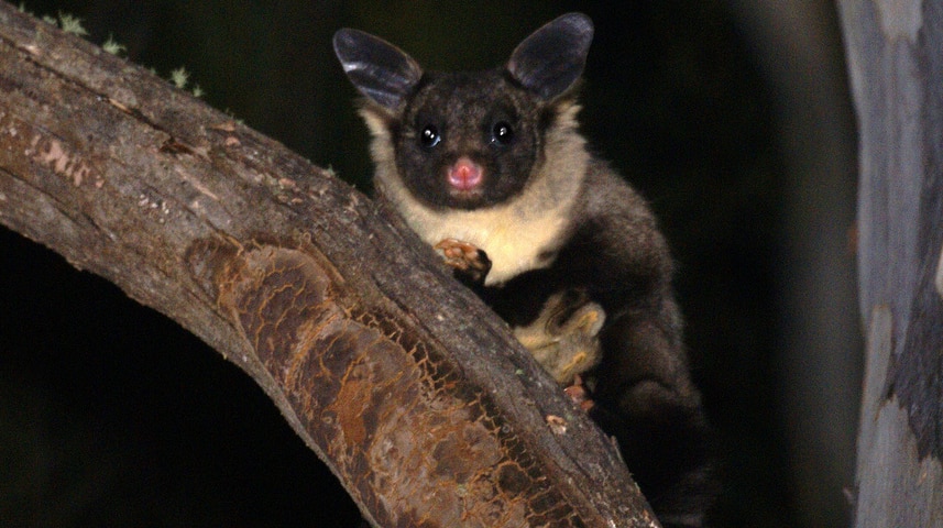 Yellow-bellied glider sits in a tree