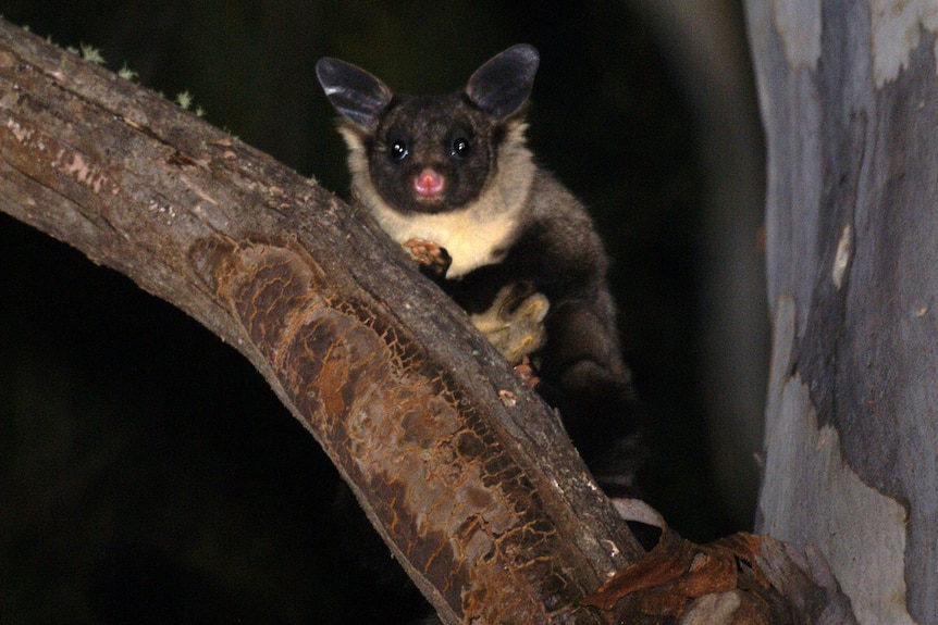 Yellow-bellied glider sits in a tree