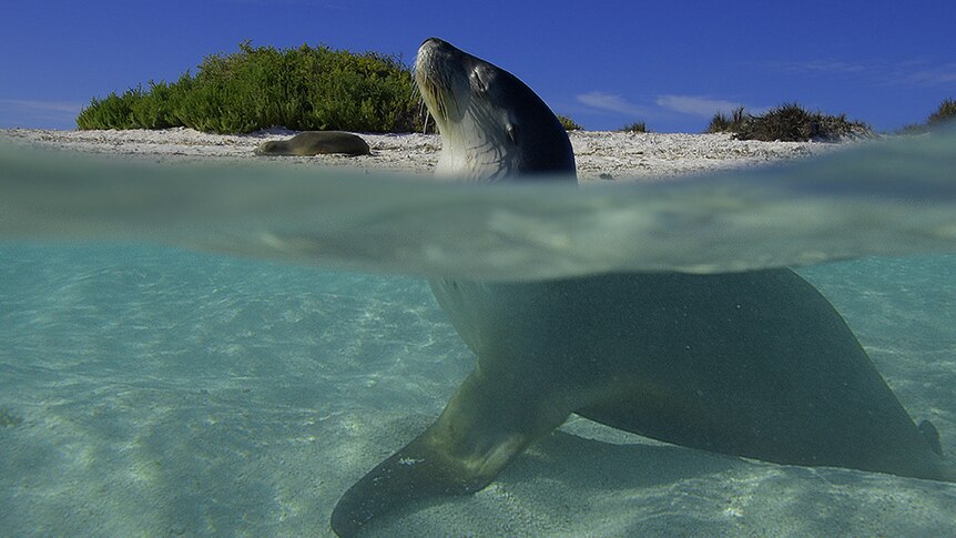 Photo of a sea lion with its eyes closed near a beach. Part of its body is in the water
