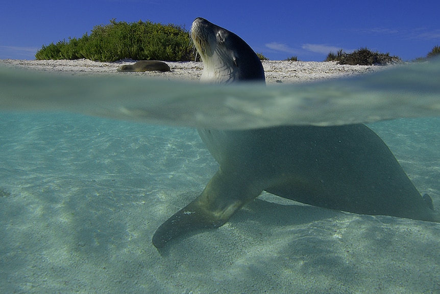 Photo of a sea lion with its eyes closed near a beach. Part of its body is in the water