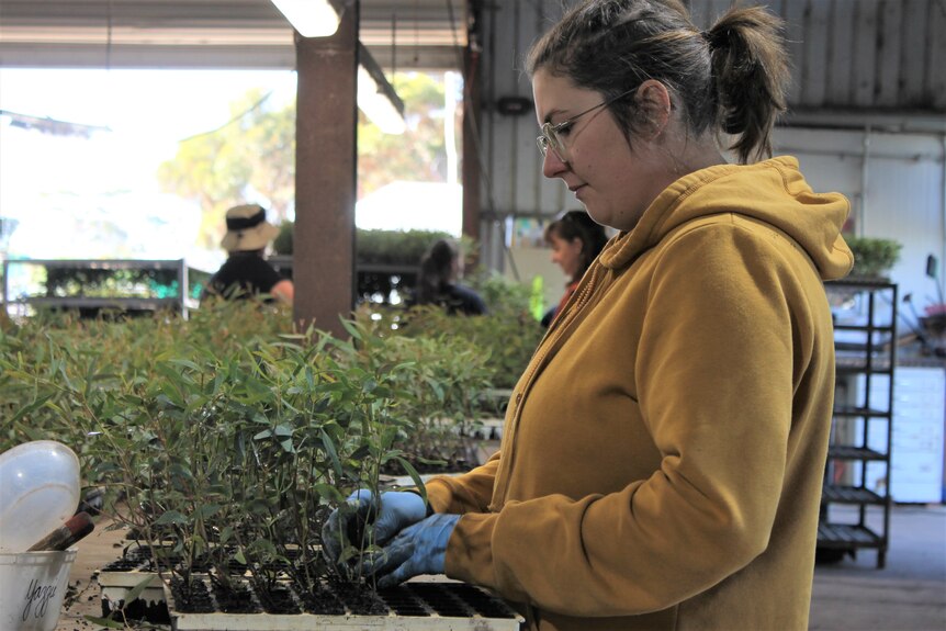 woman sorts through native tree seedlings in nursery