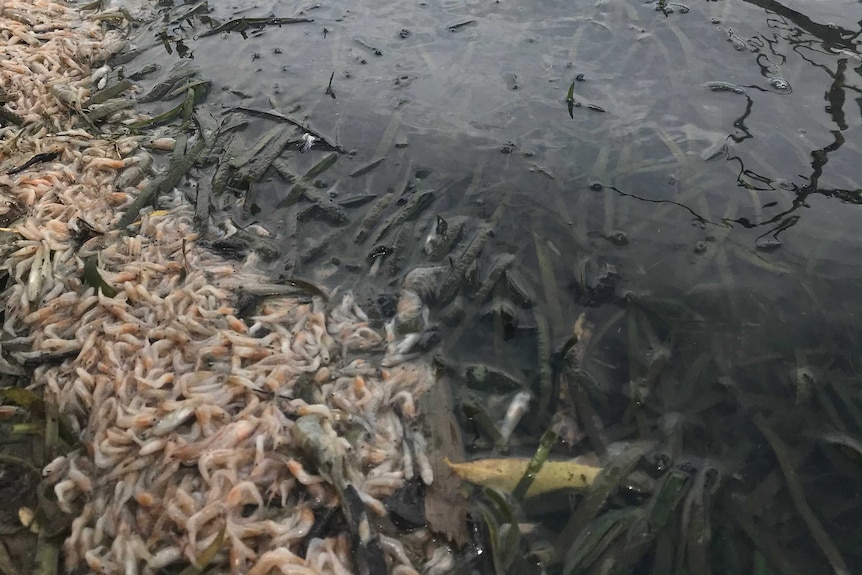 Hundreds of dead fish lay on the surface of a lake in Inverell