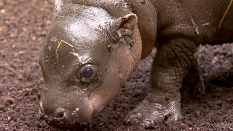 Baby pygmy hippo calf at Melbourne Zoo