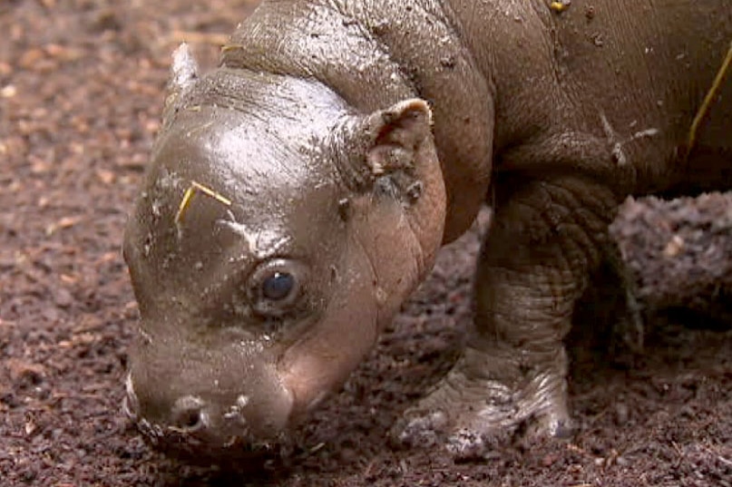 Baby pygmy hippo calf at Melbourne Zoo