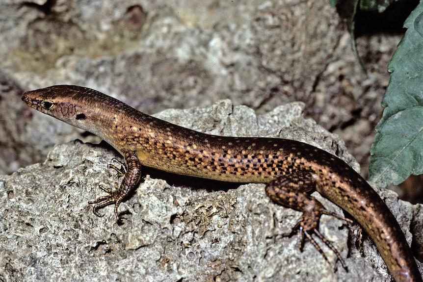 A small reptile on a rock