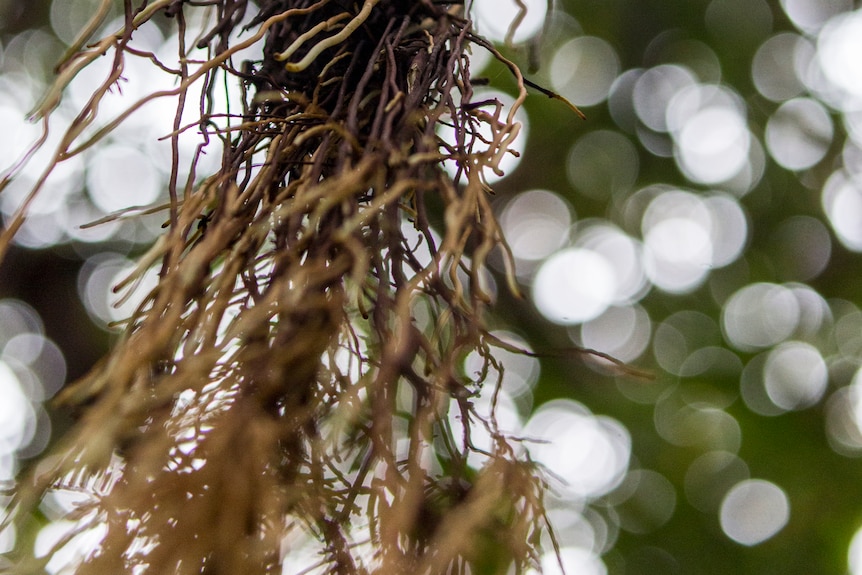 Banyan tree air roots