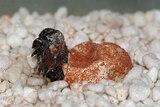 Thorny Devil hatching from egg
