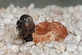 Thorny Devil hatching from egg