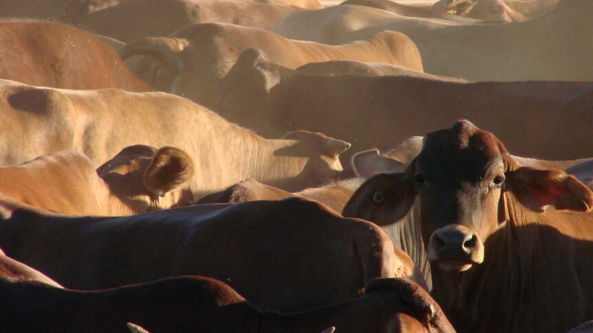 Kimberley cattle