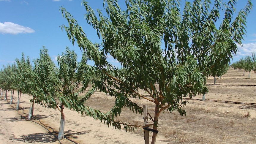 Young almond trees