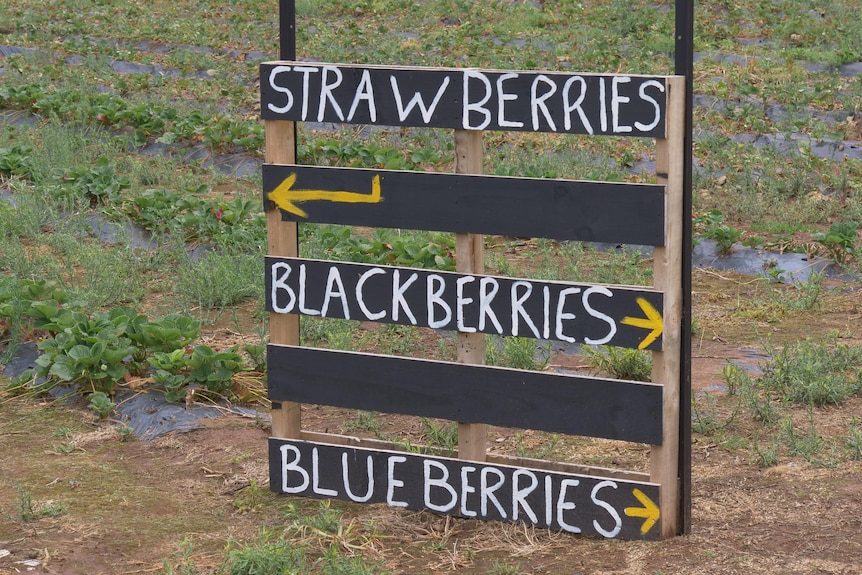 A blackboard sign with strawberries, blackberries, and blueberries written on it
