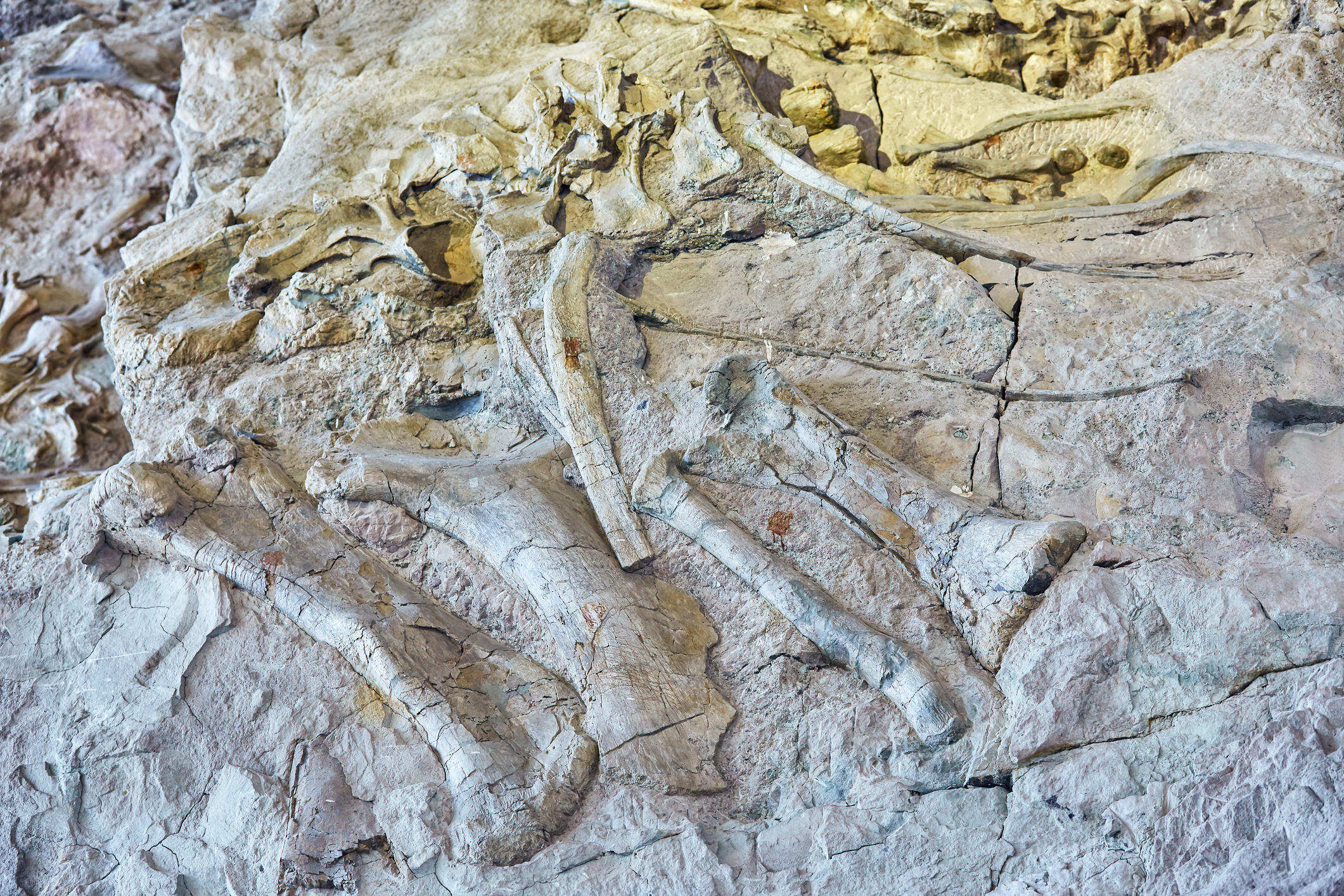 Our understanding of changes in biodiversity over time questioned Our understanding of changes in biodiversity over time questioned