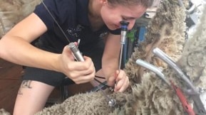 A woman inseminating a ewe with semen