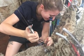 A woman inseminating a ewe with semen