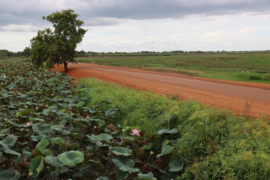 A green wetland area with a red dirt road through the middle. 