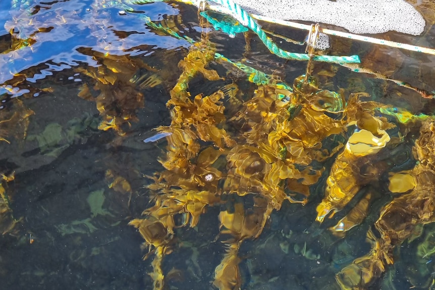 kelp on a line in the ocean 