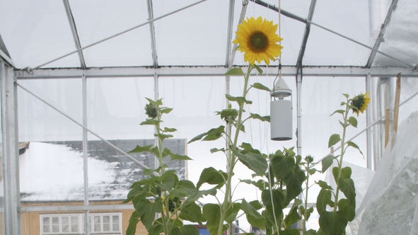 Elisabeth Iversen is growing 1.5m tall sunflowers in her garden, not far from the North Pole.