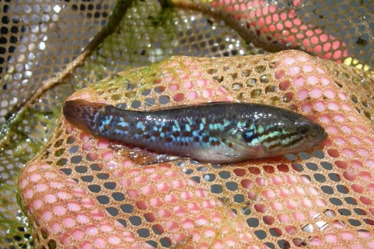A Purple-Spotted Gudgeon.