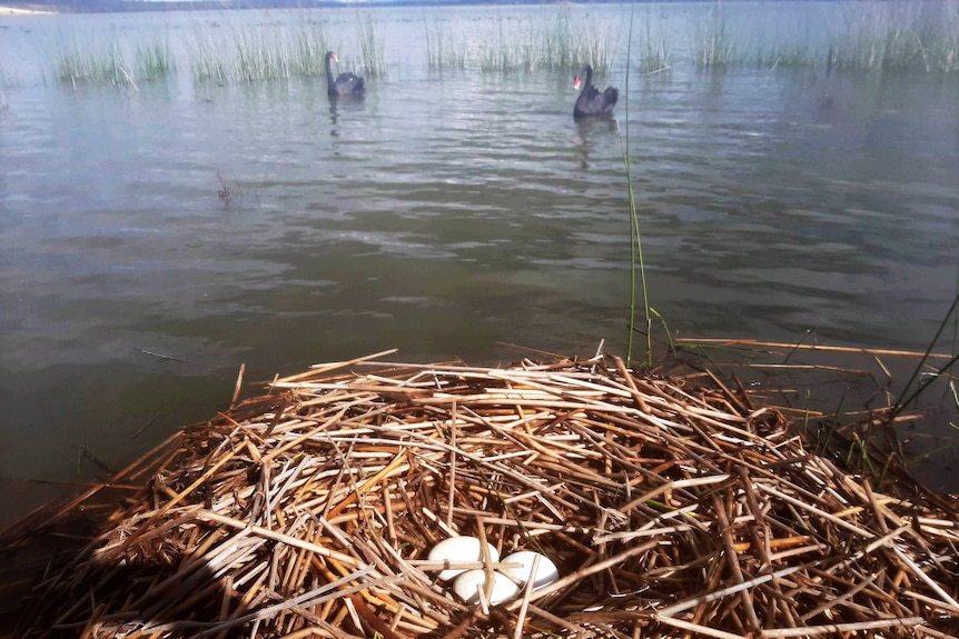 Three eggs in a nest on the water with two black swans in the background.