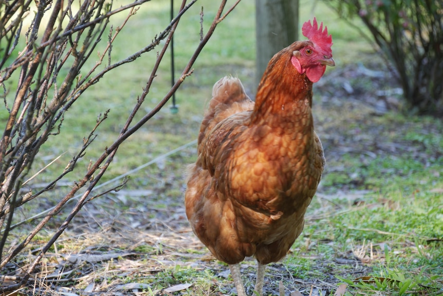 a chicken struts towards camera, its plumage bright orange and its comb bright red