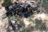 A pile of dead bats at the foot of a tree in Boonah west of Brisbane today.