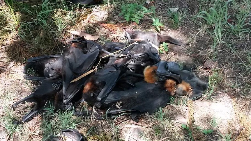 A pile of dead bats at the foot of a tree in Boonah west of Brisbane today.