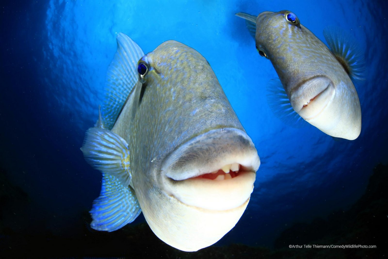 A couple of triggerfish looking into the underwater camera. 