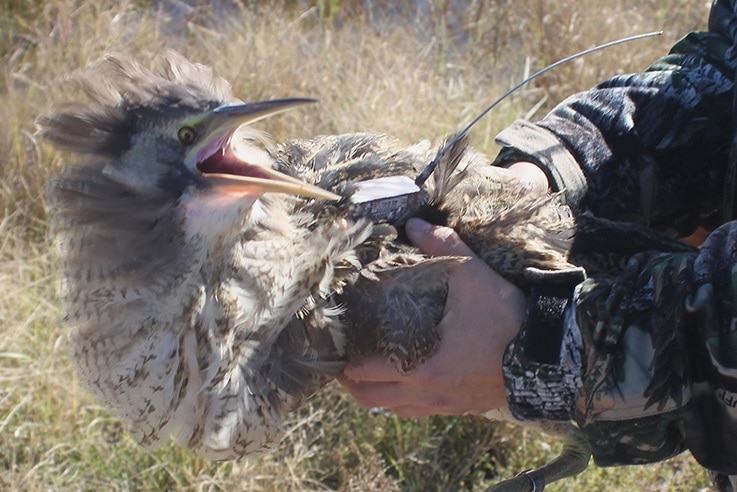 bittern in the wild