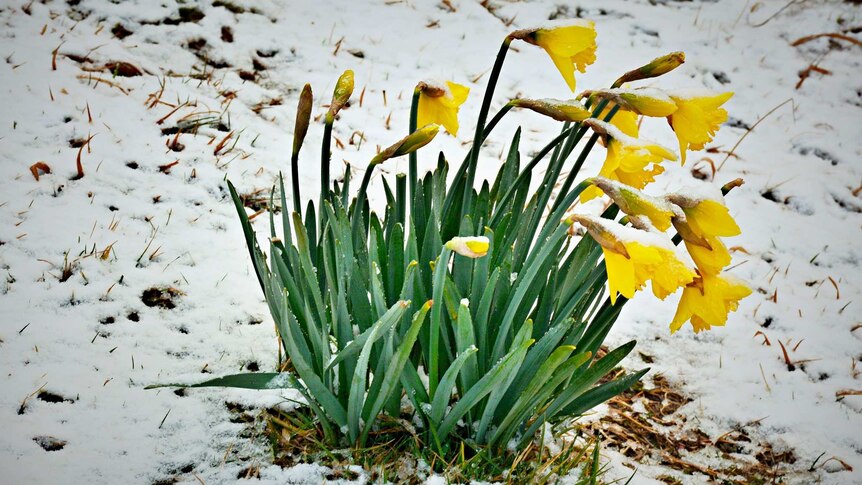 yellow daffodils stand bright against the snow