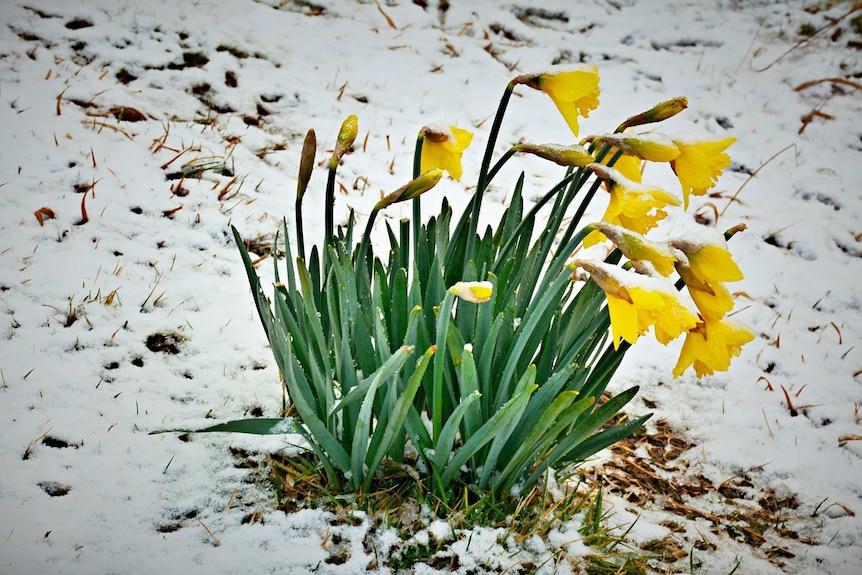 yellow daffodils stand bright against the snow