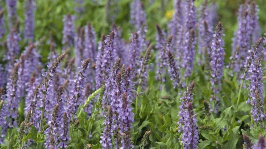 Purple lavender growing in a garden