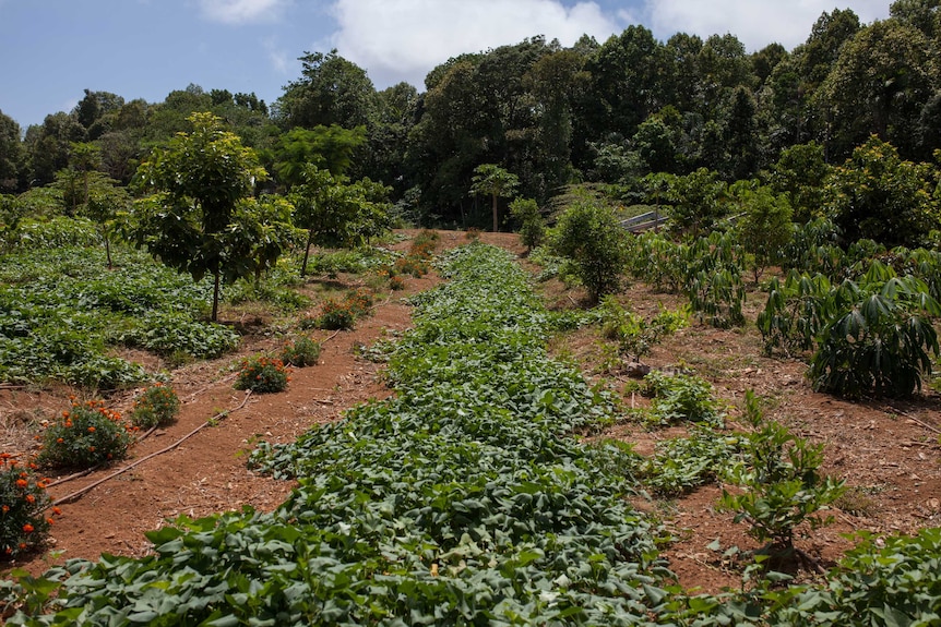A row of vegetables growing at a farm on Christmas Island.