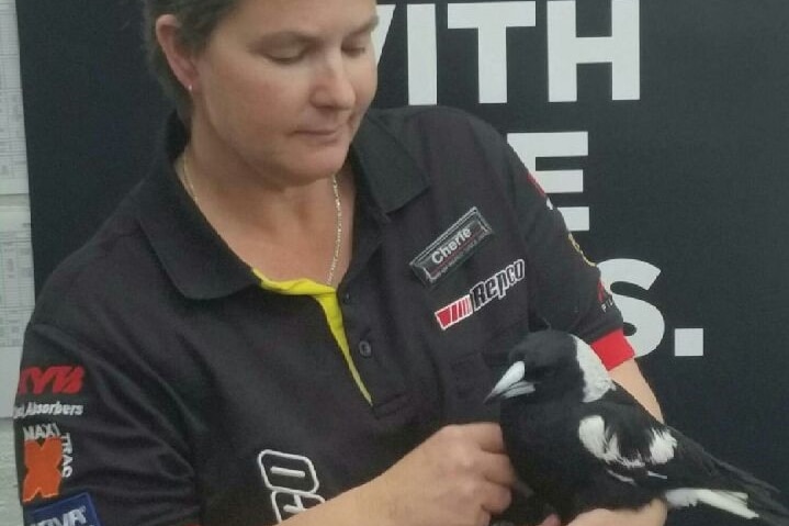 A woman in a work uniform holds a rescued magpie in her arms