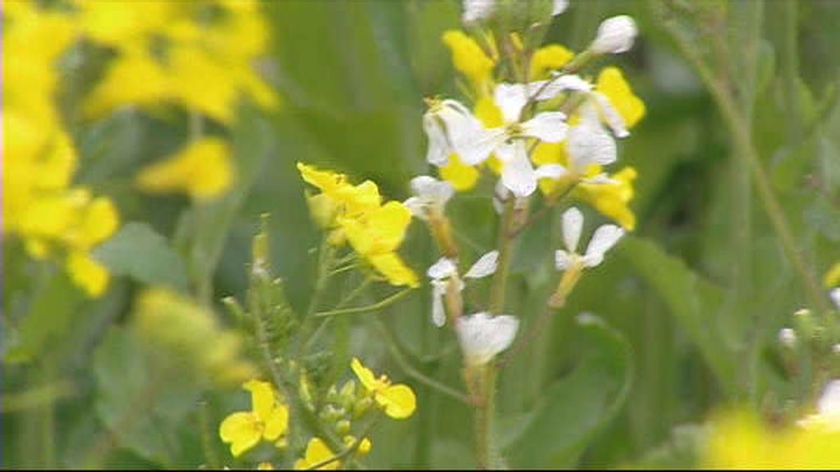 The flower of a genetically modified canola plant: Foods containing highly processed GM like canola oil do not have to be labelled.