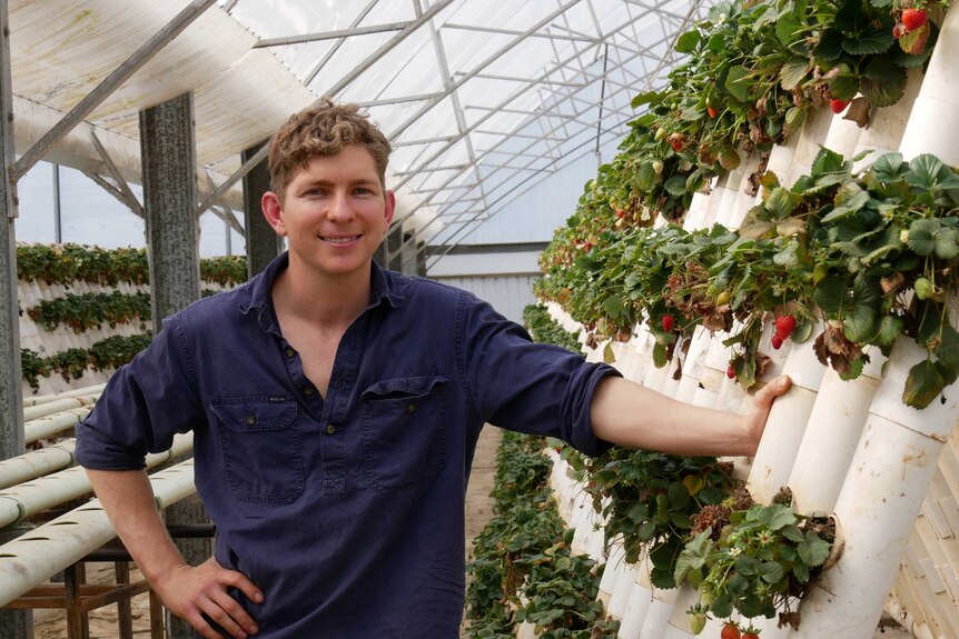 Young man standing in a strawberry greenhouse smiling at the camera.