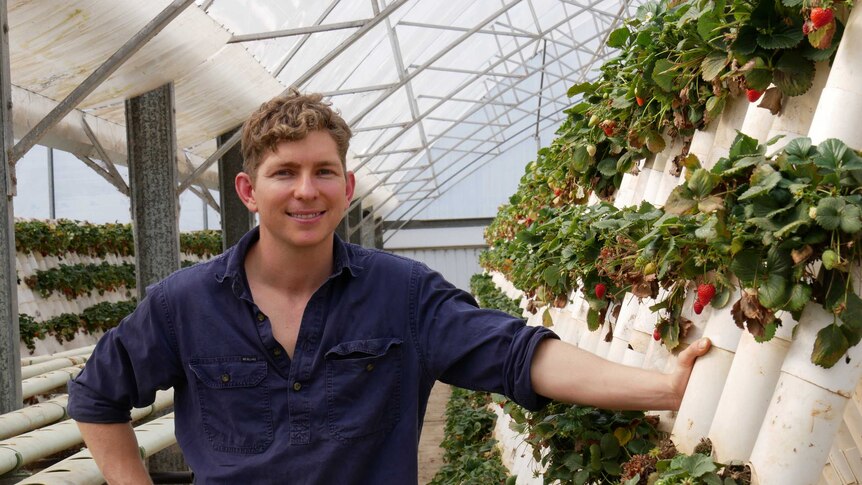 Young man standing in a strawberry greenhouse smiling at the camera.