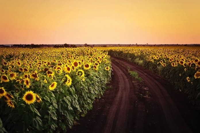 A colourful sunset pic over a field of tall, bright sunflowers. There's a red dirt road breaking up two fields of the flowers 
