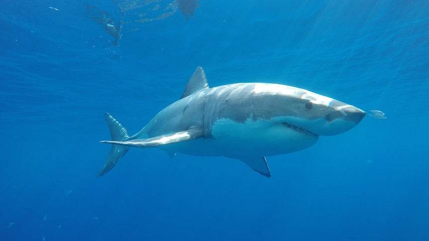 A great white shark underwater in the deep blue sea.