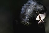 A close up of the South Eastern Red-tailed Black Cockatoo, with black feathers flecked with yellow.