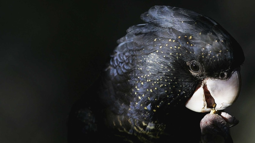 A close up of the South Eastern Red-tailed Black Cockatoo, with black feathers flecked with yellow.